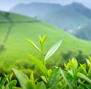 Jonker Street Detail